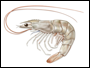 Description: oskarstal:Documents:Web:dot com - main:shrimp-small.jpg